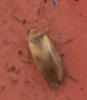 Anaspis maculata